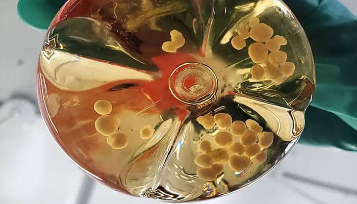 خون کی نالیوں والے منی برین، لیب ڈش میں دماغ اگانے میں بڑی پیشرفت