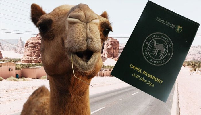 سعودی عرب میں اونٹوں کیلئے عالمی سطح پر ’’پاسپورٹ‘‘ کے اجرا کا اعلان