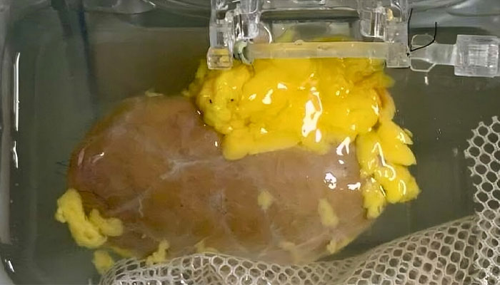 لیب میں گردہ تیار کیا جا رہا ہے — تصویر بشکریہ غیر ملکی میڈیا