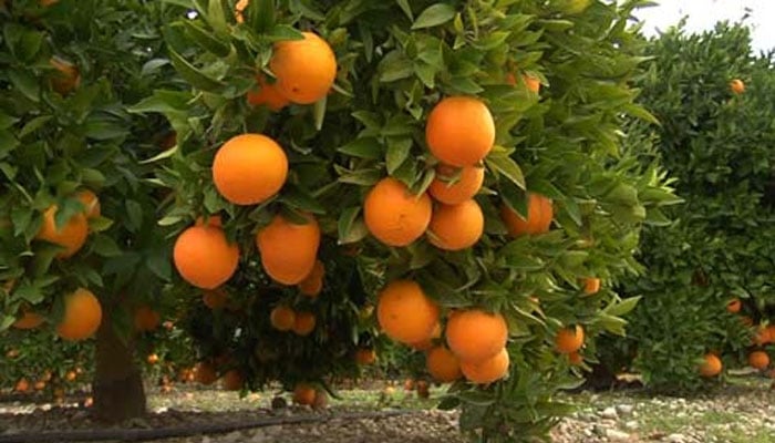 بھارت کی سندھ طاس معاہدے کی خلاف ورزیوں سے خیبرپختونخوا کا مالٹا متاثر ہونے کا خدشہ