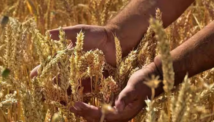 ملک میں گندم کی بمپر پیداوار کا امکان، 3 کروڑ ٹن تک پہنچنے کی توقع