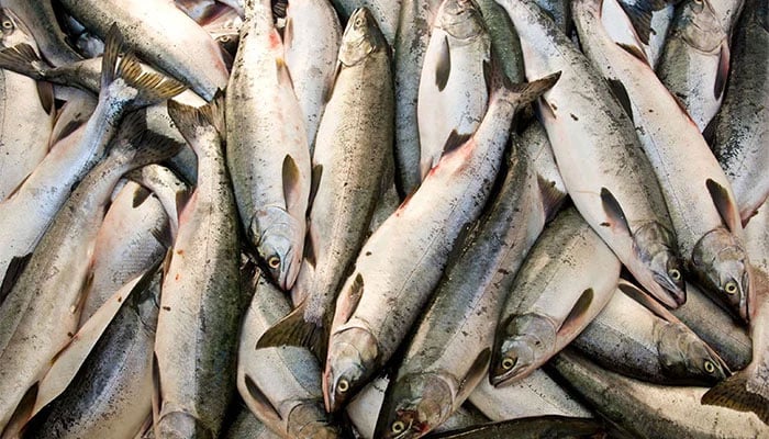 گورنر سندھ نے سندھ فشریز (ترمیمی) بل 2026ء کی منظوری دے دی