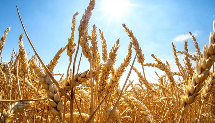خیرپور میں گندم کی بمہر فصل تیار، کٹائی شروع، سرکاری ریٹ 35 سو روپیہ فی من مقرر