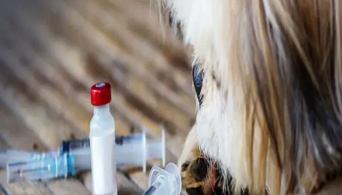 ریبیز کی بروقت تشخیص کا نیا طریقہ دریافت، انڈس اسپتال میں 100مریضوں پر تحقیق