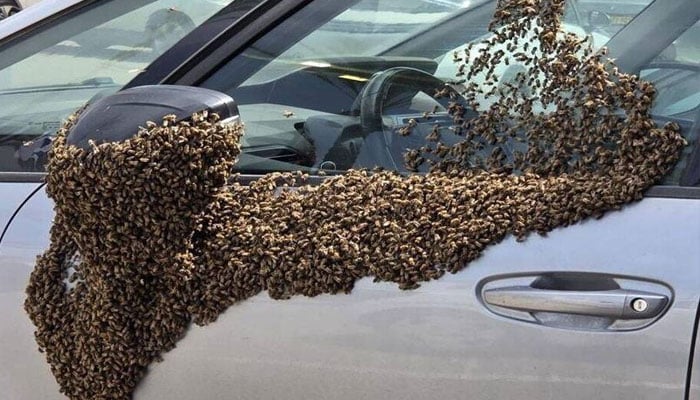 اسرائیل کے مختلف شہروں پر لاکھوں شہد کی مکھیوں کا حملہ، ہنگامی وارننگ جاری