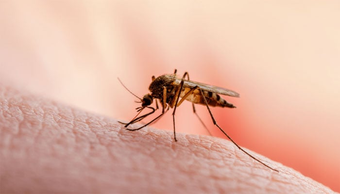 سندھ میں چار ماہ میں ملیریا کے 26 ہزار سے زائد کیسز رپورٹ