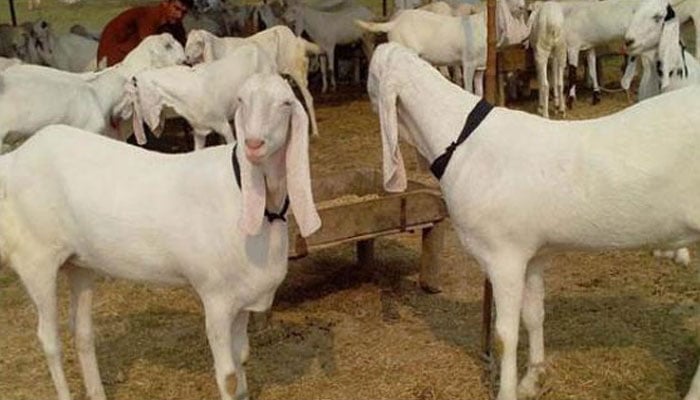 گلستان جوہر،عید قرباں پر فروخت کیلئے لائے گئے 25 بکرے چوری