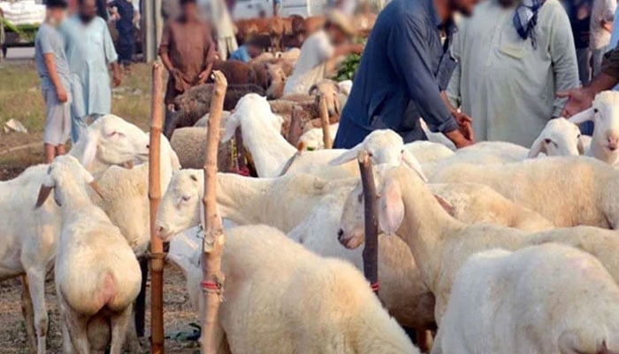 غیر قانونی مویشی منڈیوں کے ذمہ دار افراد کے خلاف ایف آئی آر درج کرانے کا فیصلہ