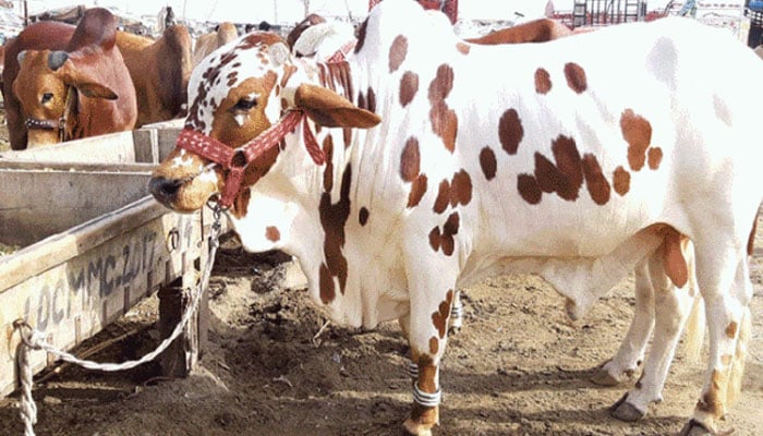 جگہ جگہ قائم مویشی منڈیوں کے خلاف کارروائیاں جاری