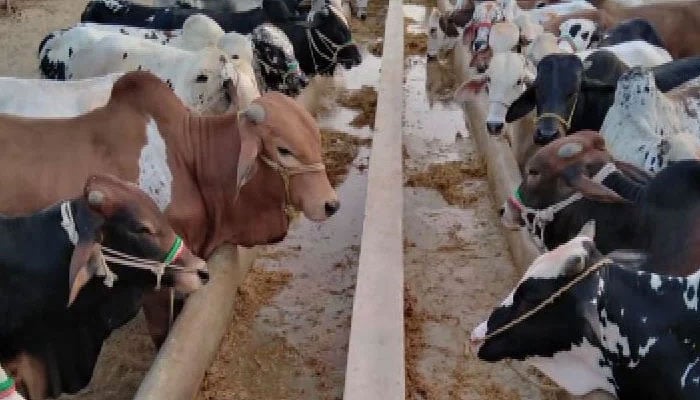 نیت فاؤنڈیشن کے تحت اجتماعی قربانی
