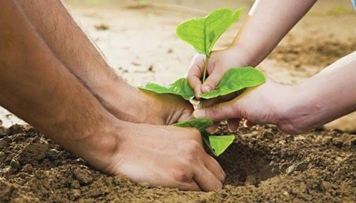 کراچی کے سرکاری کالجوں میں   6روزہ شجرکاری مہم چلانے کا فیصلہ