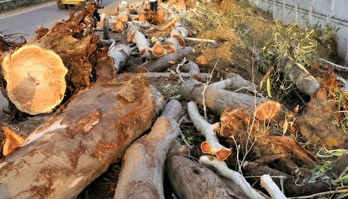 کورنگی، گراؤنڈ میں برگد اور نیم کے 80 سال پرانے درخت کاٹ دیئے گئے