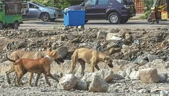 آوارہ کتوں کی بڑھتی تعداد کے تدارک کے حوالے سے بین المحکماتی اجلاس