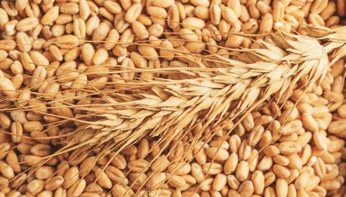 گندم بیج کی قیمت میں 800 روپے فی پچاس کلو اضافہ