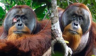 Orangutan in Sumatran treats his wounds with medicinal plant: DETAILS  