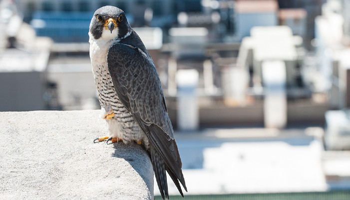 New York’s wild birds tested positive for avian influenza