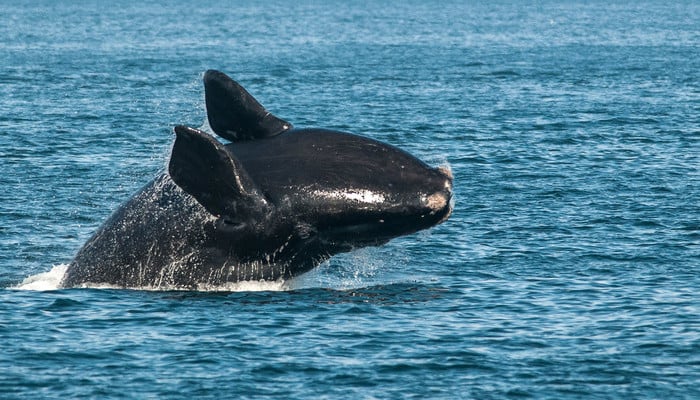 World’s Rarest Whale Makes Appearance On California Coast