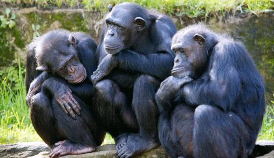 Chimpanzees use human-like gestures to communicate, study