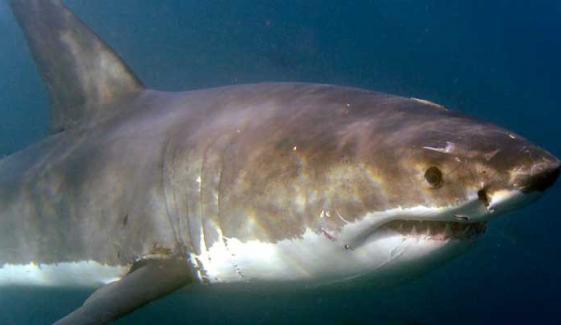 Great white shark claims life of man in New Zealand