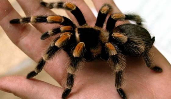 Tarantula Smuggler: Man caught with over 300 spiders strapped to body