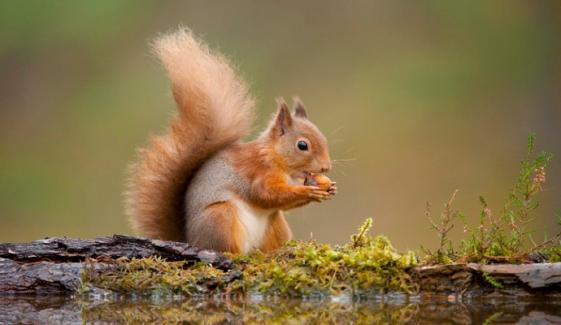 UK deploys AI squirrel spotter to save endangered red squirrels