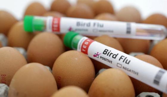 US reports first severe human bird flu case, emergency declared