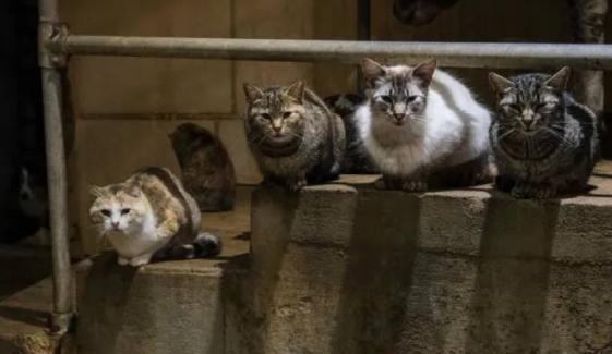 Bird flu claims lives of two California house cats, three more show symptoms