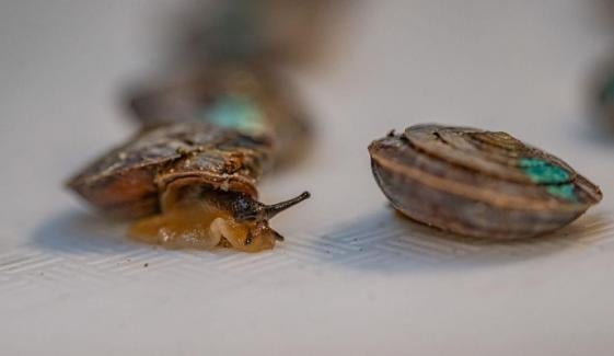 1,329 tiny snails released on Atlantic Island to prevent extinction