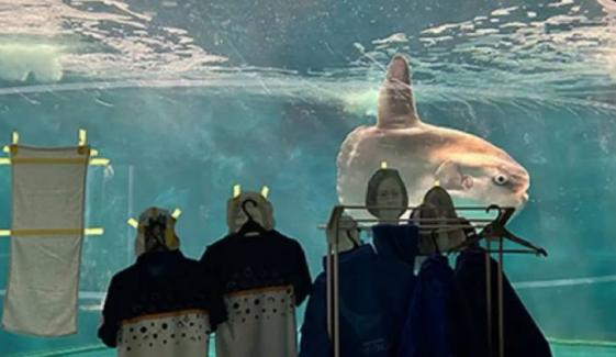 Mystery behind viral video of cardboard humans cheering fish