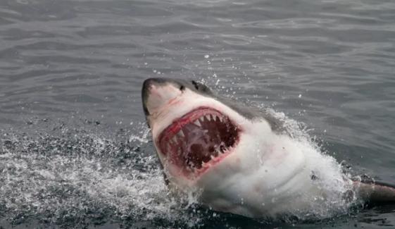 Bull shark leaves woman handless for trying to take its photo