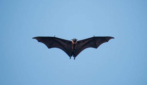 New bat coronavirus sparks pandemic fears in China