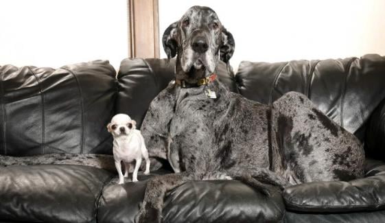World's tallest dog Reggie meets world's smallest dog Pearl