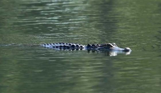 Alligator maims and kills woman in small boat near Florida Lake