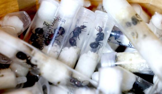 Queen ant smuggling gang sentenced in Kenya
