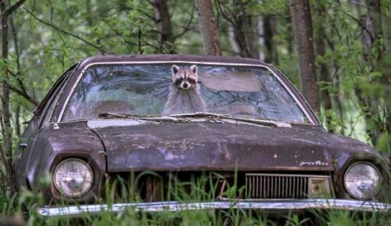 Raccoon found with meth pipe during Ohio traffic stop