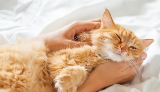 Why ginger cats are mostly male? Scientists reveal genetic reason