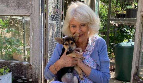 Queen Camilla’s new ‘much-loved’ pet Moley finally makes Instagram debut