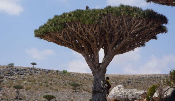 Rare dragon's blood trees face existential threat due to climate change