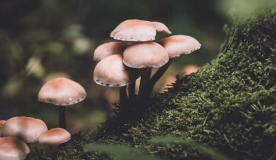 Two Chinese scientists charged with smuggling a harmful fungus into the US