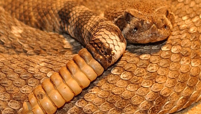 Snake Comb Test New sugar-based test detects snake venoms, study
