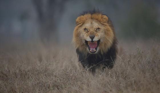 Lion horrors in Australia: Woman loses arm in attack at Queensland zoo