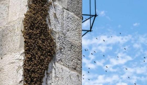 Bee attack in French town leaves 24 injured, 3 in critical condition