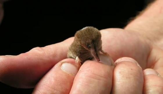 UK’s first pygmy shrew with unique markings spotted near St Austell