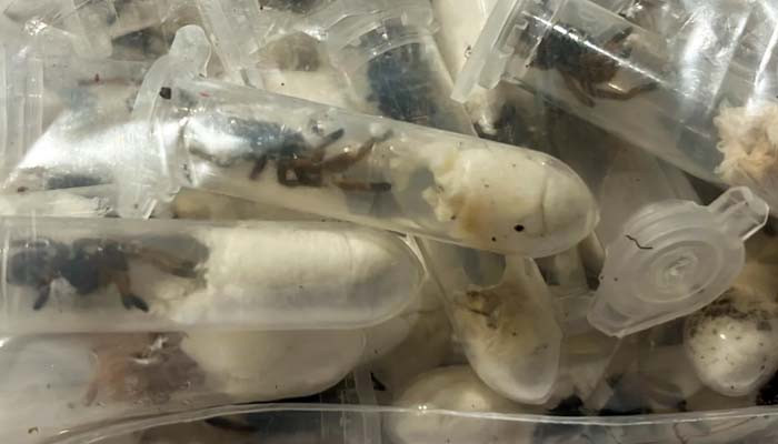 Unseen Chapters From Jang: Secrets That Will Leave You Speechless!