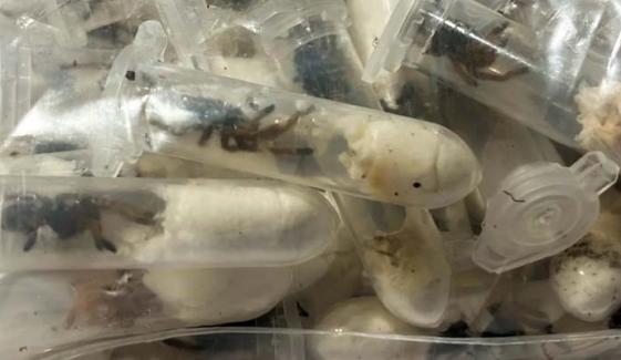 1,500 tarantulas in cake boxes leave German customs officers 'speechless'