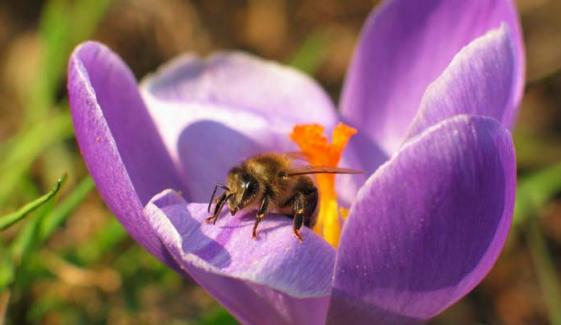 Plants talk to animals? Scientists discover surprising connection