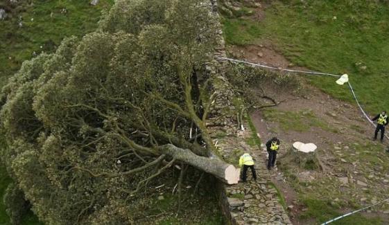 Sycamore tree vandals jailed after felling 150-year-old landmark in under 3 minutes