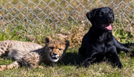 Cheetah cub finds ‘best friend’ in playful puppy at Australian zoo