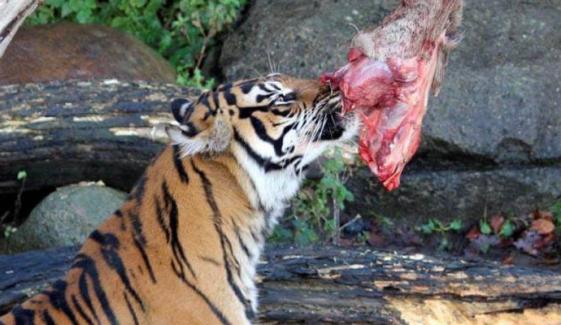 Denmark zoo asks public to donate unwanted pets to feed predators