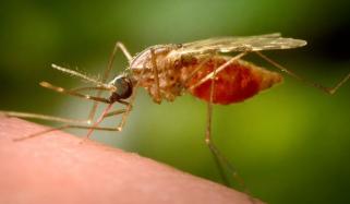 Chikungunya outbreak: China reports more than 7,000 cases across country 